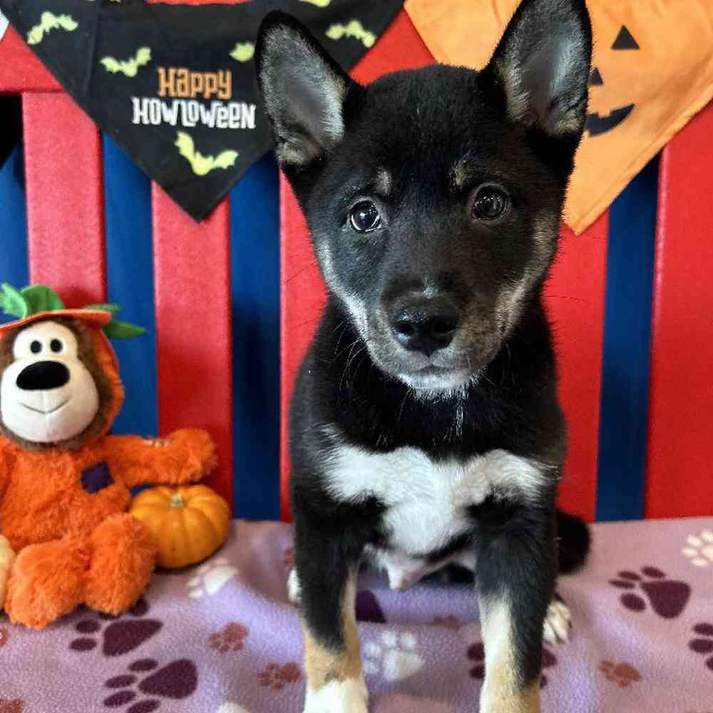 Shiba inu german shepherd mix puppy for best sale sale