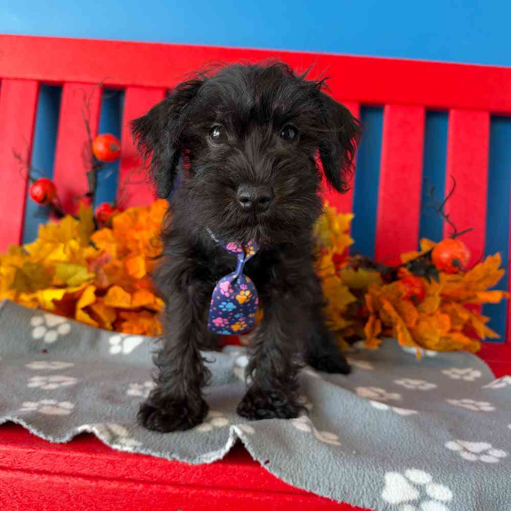 Image of a pet breed in the gallery