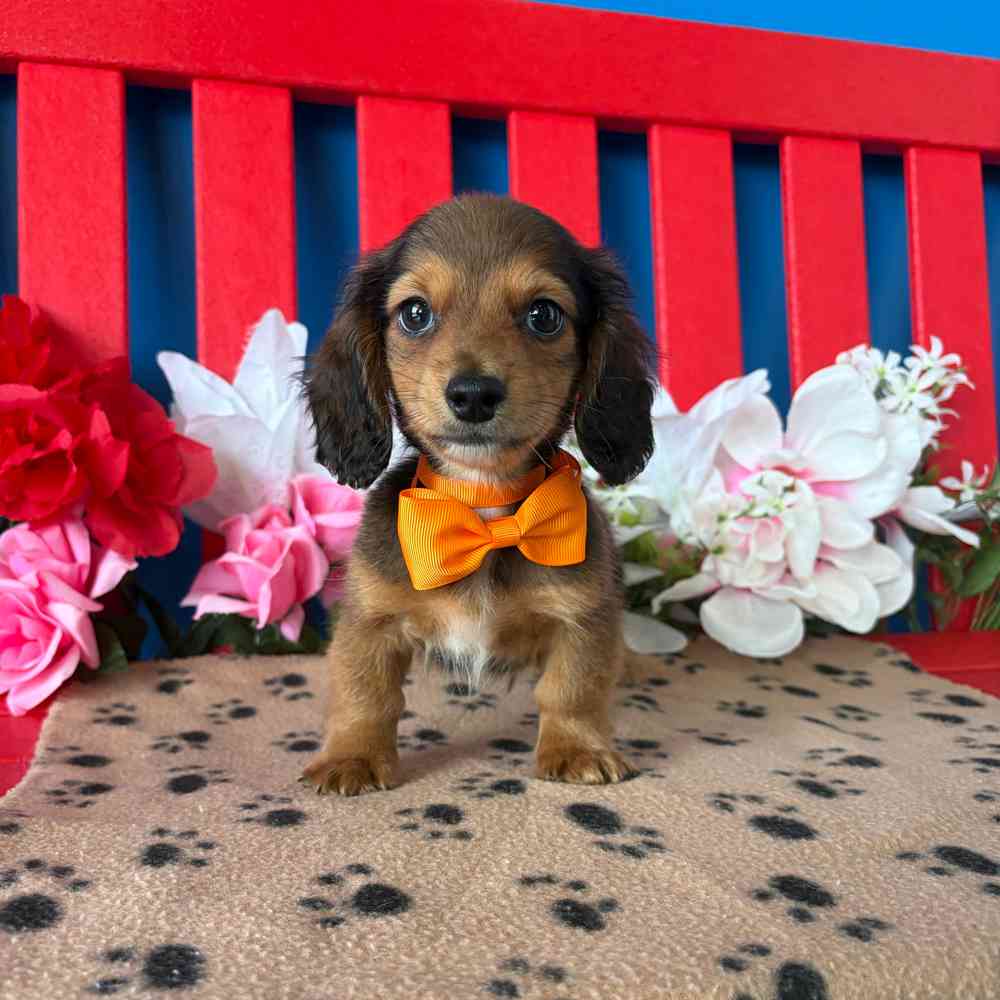 Image of a pet breed in the gallery