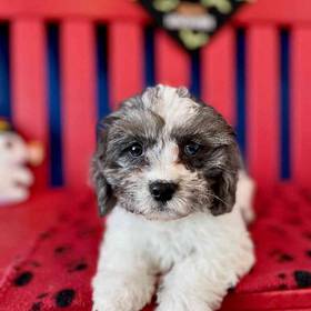 Cavapoo