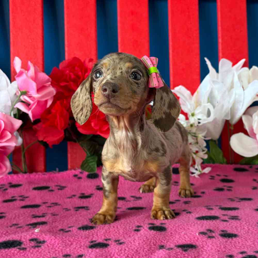 Image of a pet breed in the gallery