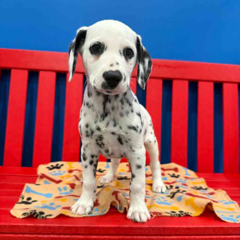 Image of a pet breed in the gallery