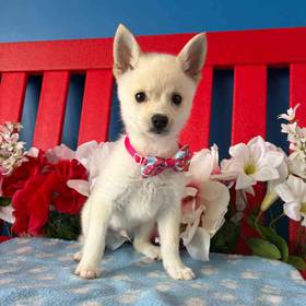 Alaskan Klee Kai