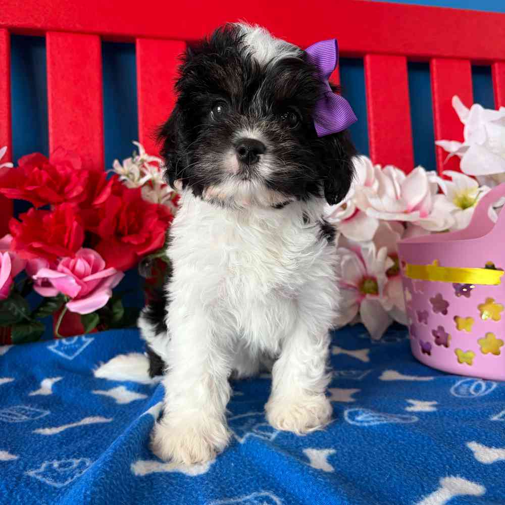 Image of a pet breed in the gallery