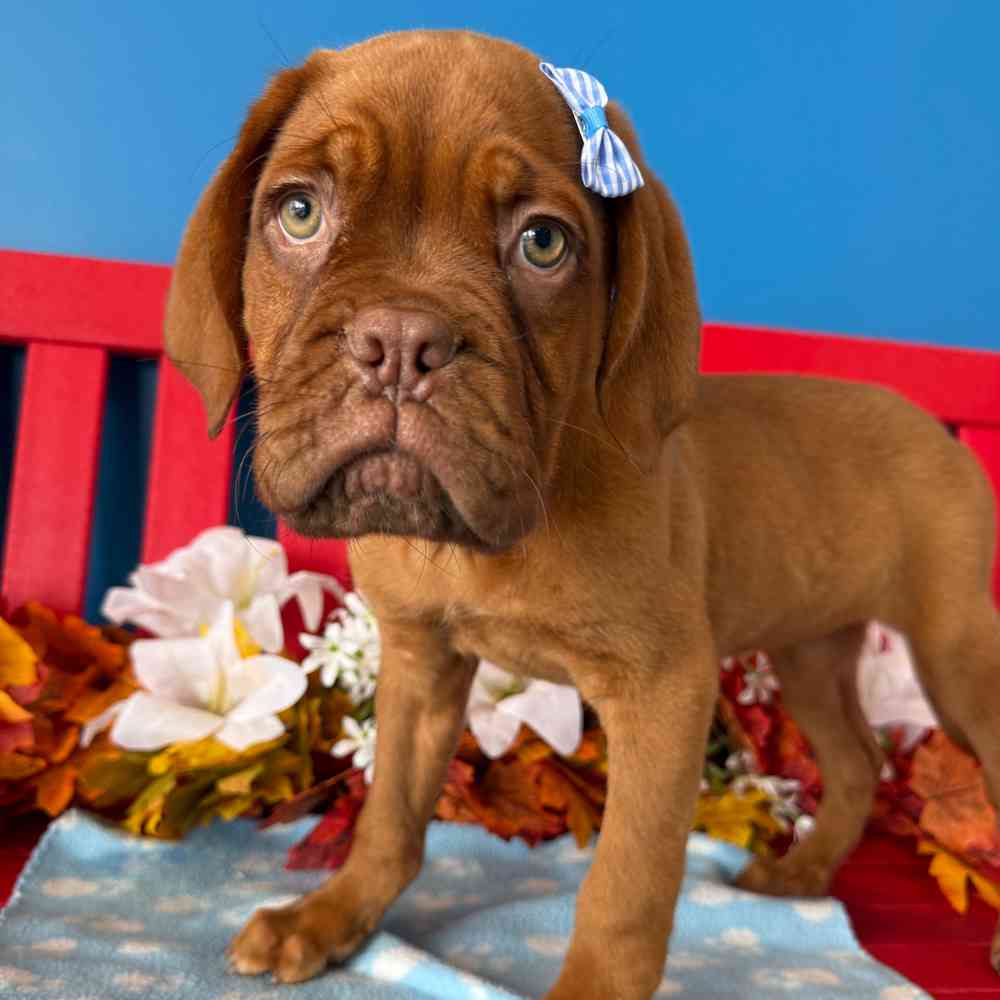 Image of a pet breed in the gallery