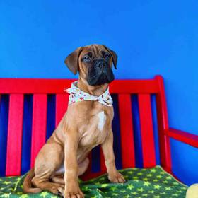 Bullmastiff