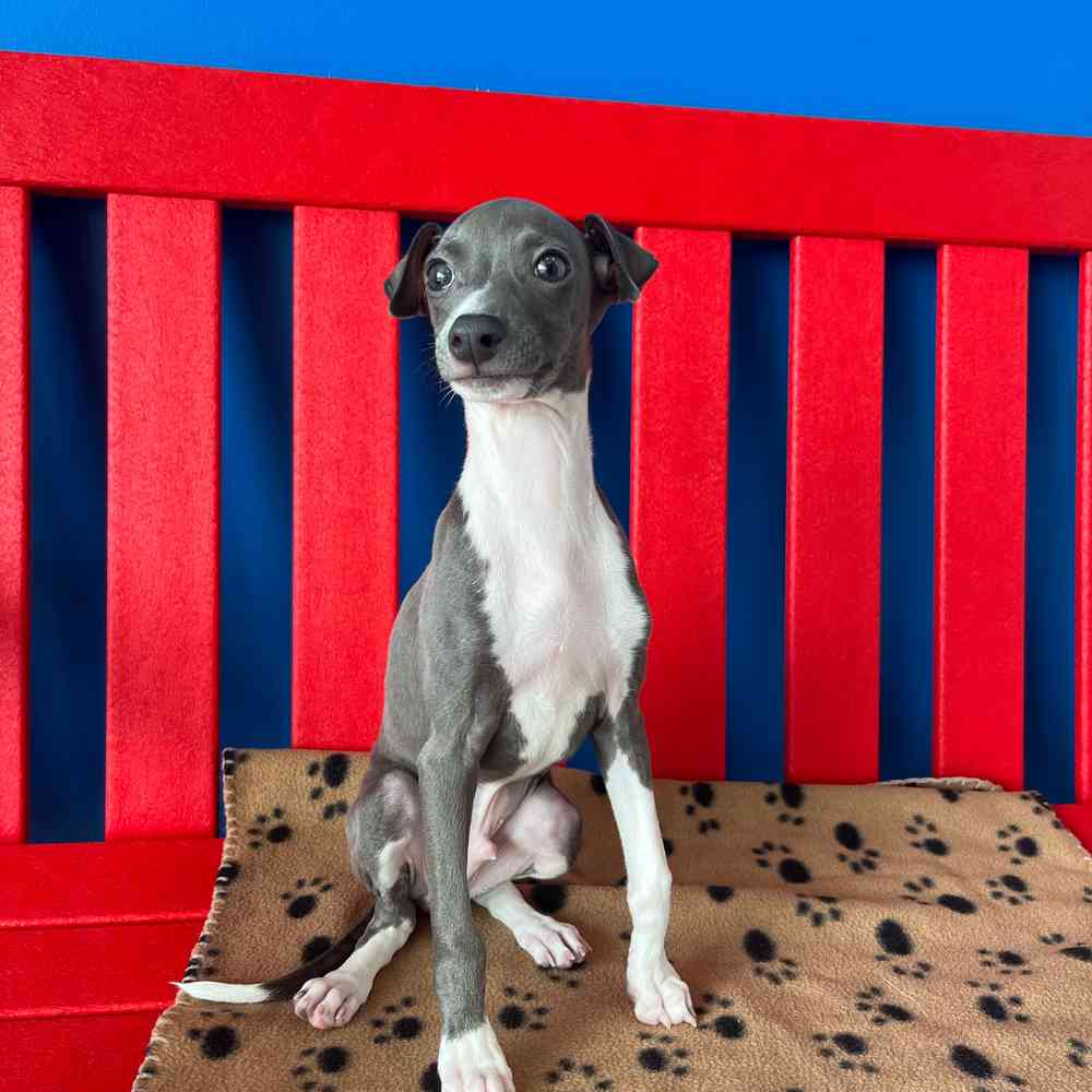 Image of a pet breed in the gallery