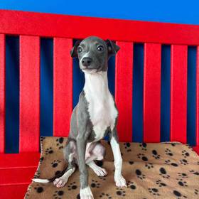 Italian Greyhound