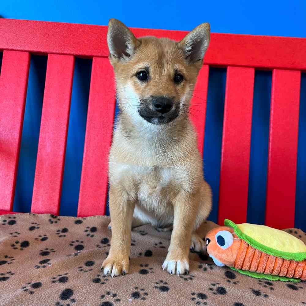 carousel pet images