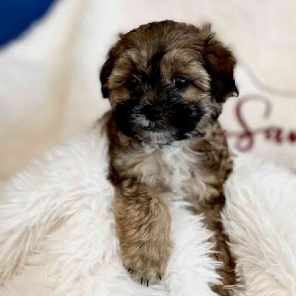 carousel pet images