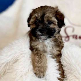 Teddy Bear