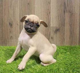 Pug