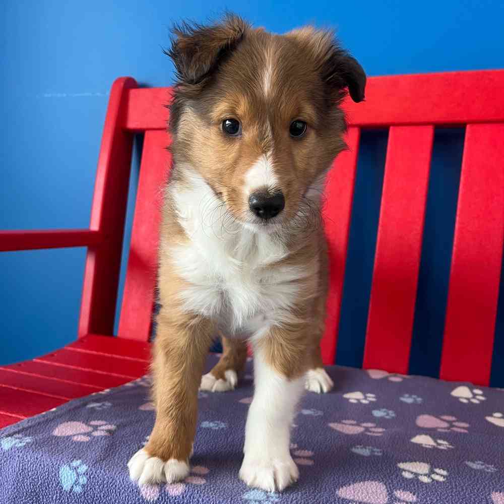 Image of a pet breed in the gallery