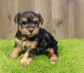 Yorkie