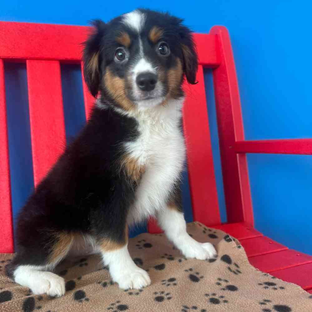 carousel pet images