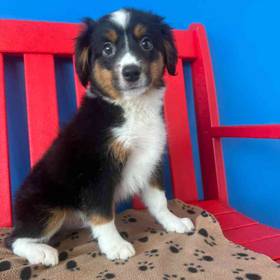 Miniature American Shepherd