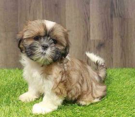 Shih Tzu