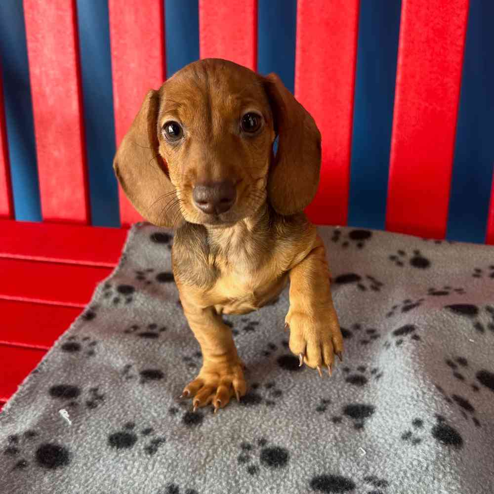 Image of a pet breed in the gallery