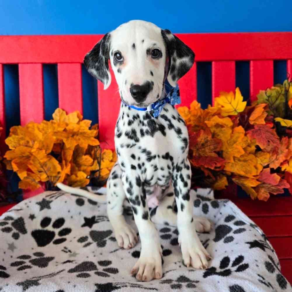 Image of a pet breed in the gallery