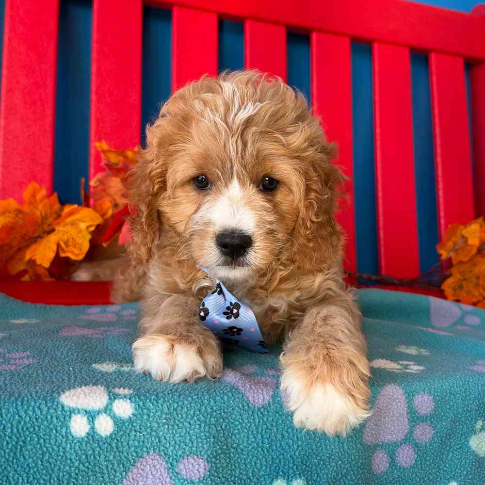 carousel pet images