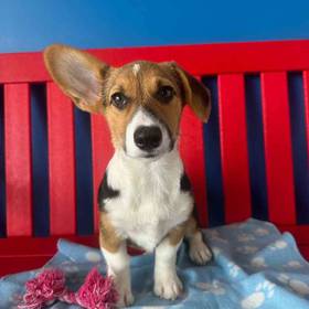 Pembroke Welsh Corgi