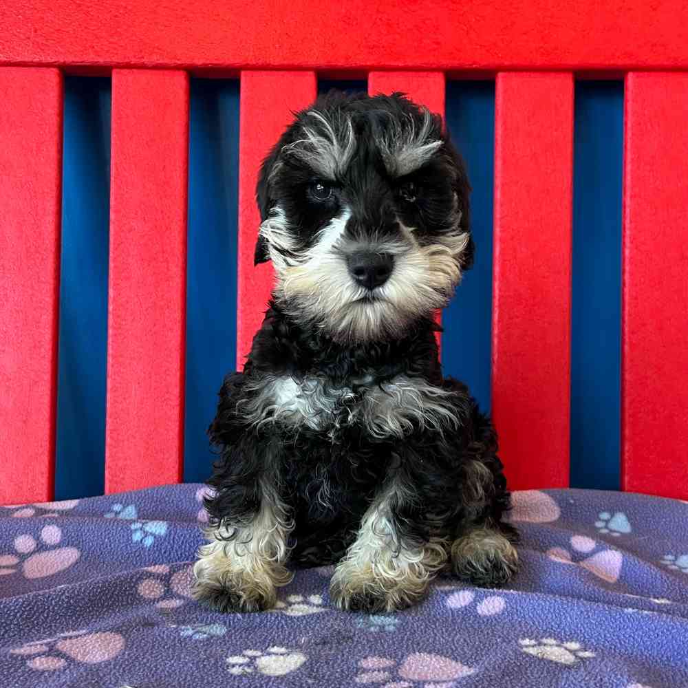 Image of a pet breed in the gallery