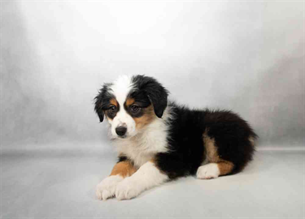 Image of a pet breed in the gallery