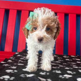 F1B Mini Goldendoodle