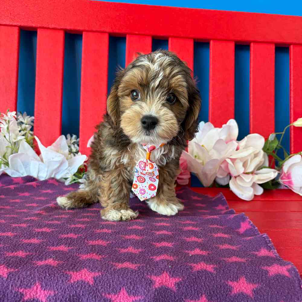 carousel pet images