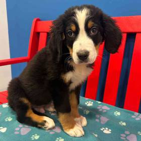 Bernese Mountain Dog