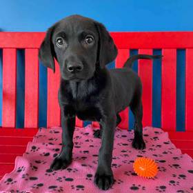 Labrador Retriever