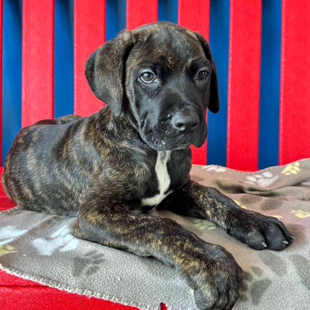 Image of a pet breed in the gallery