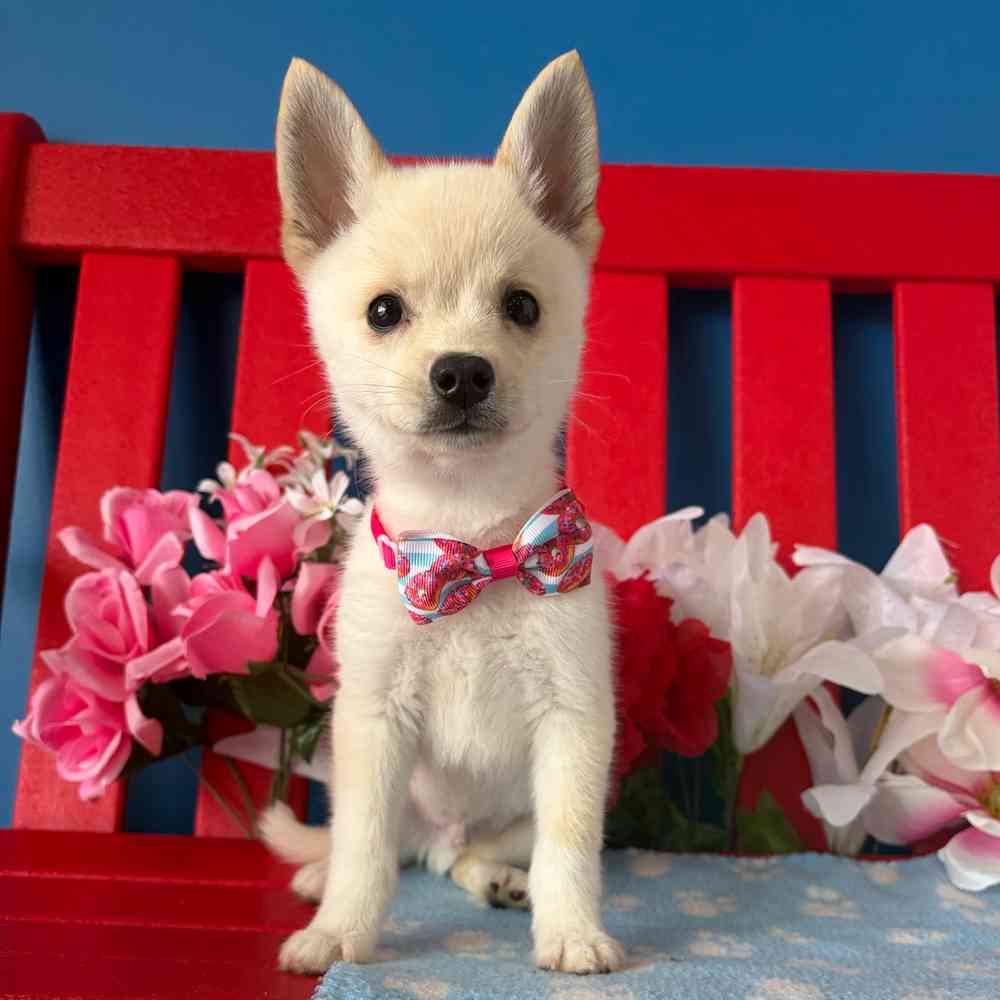 carousel pet images