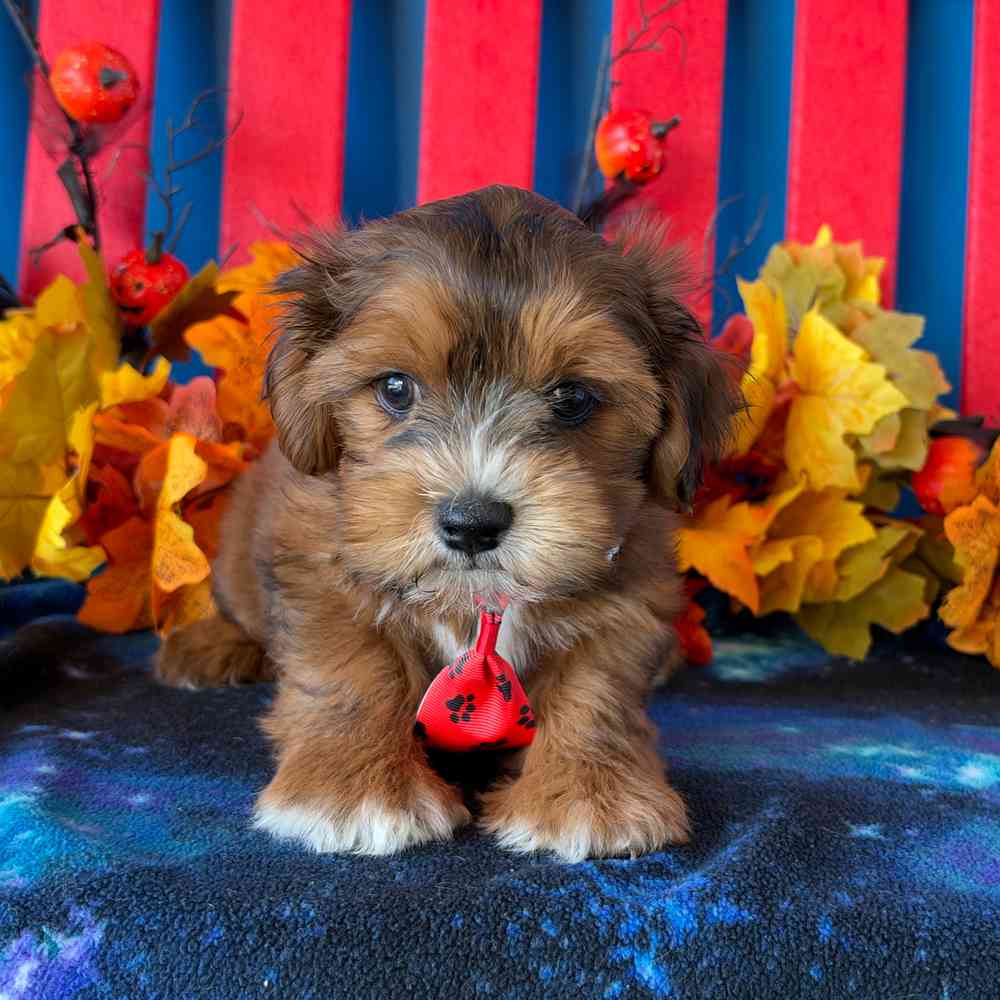 Image of a pet breed in the gallery