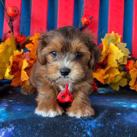 Shipoo