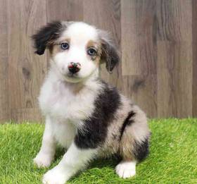 Mini Aussie