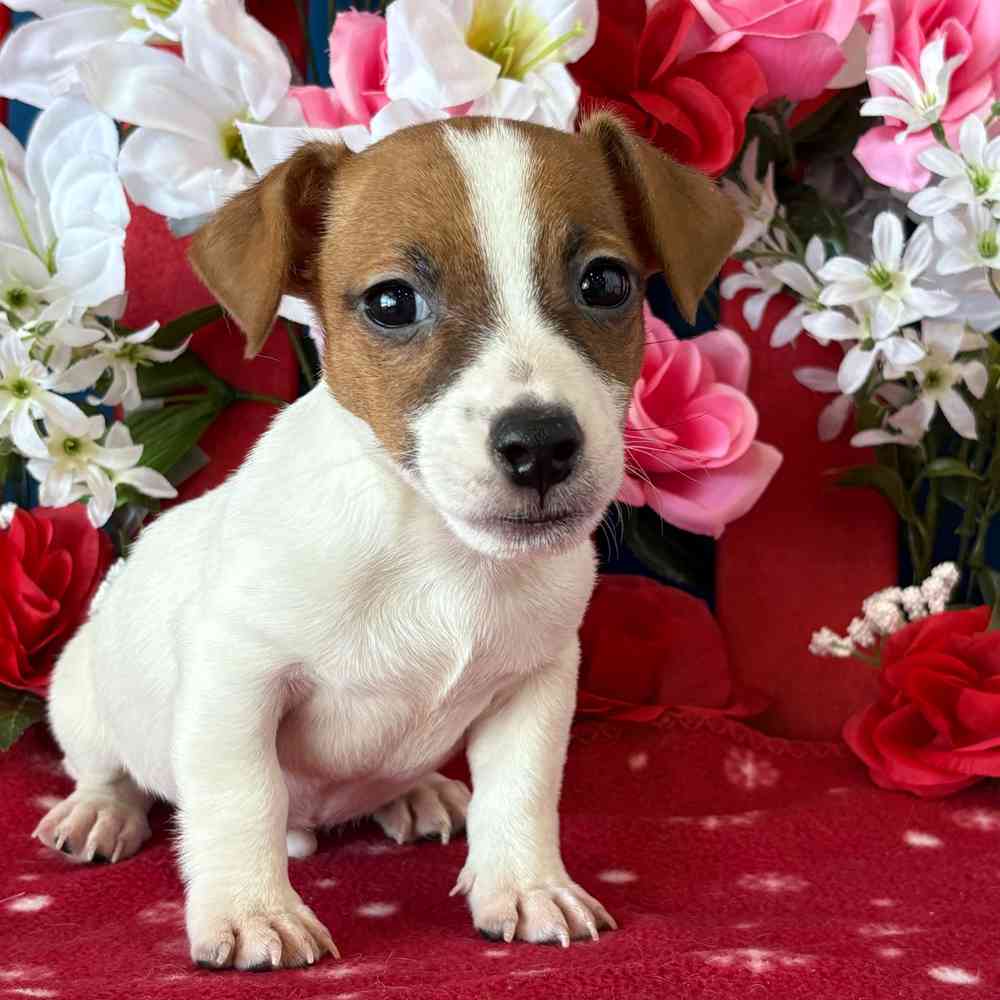 carousel pet images