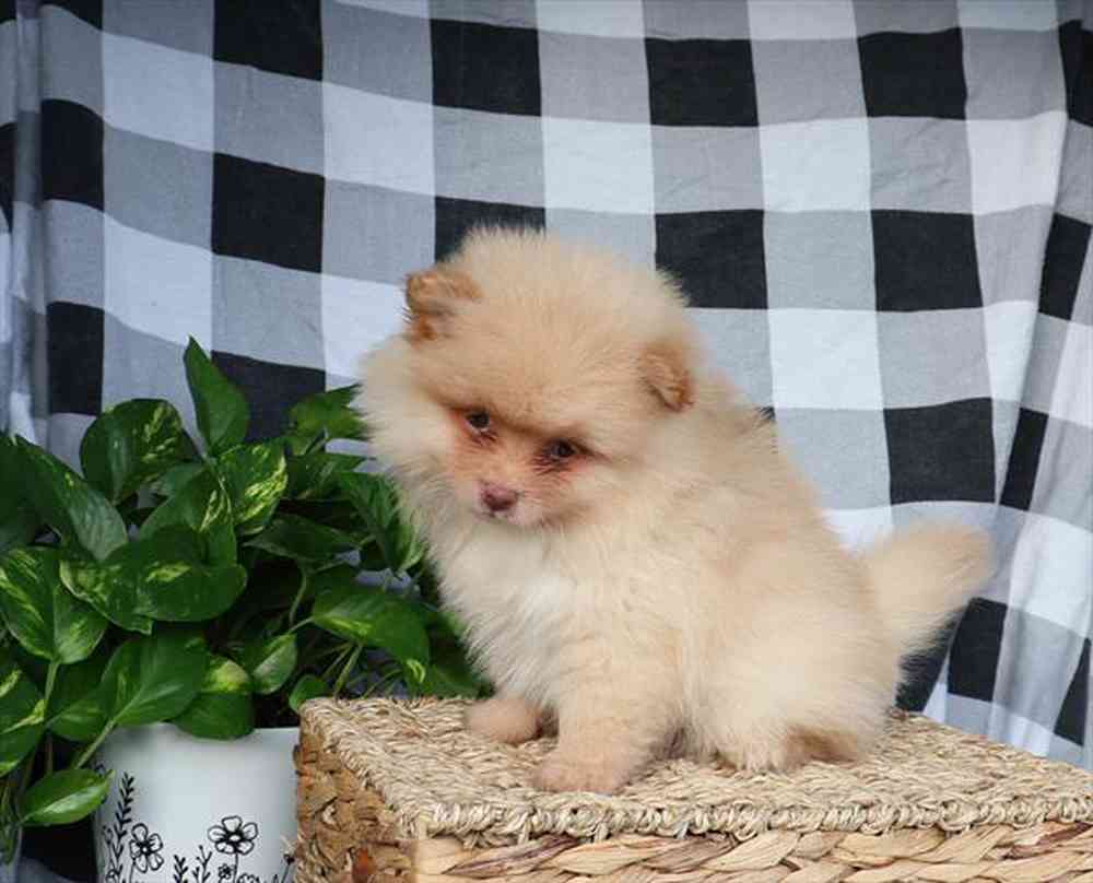 Image of a pet breed in the gallery