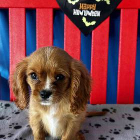 Cavalier King Charles Spaniel