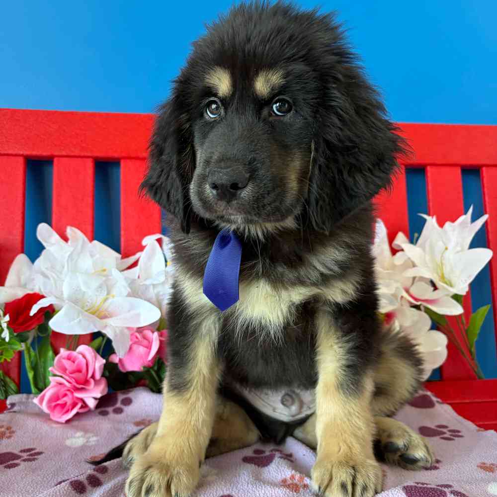 Image of a pet breed in the gallery