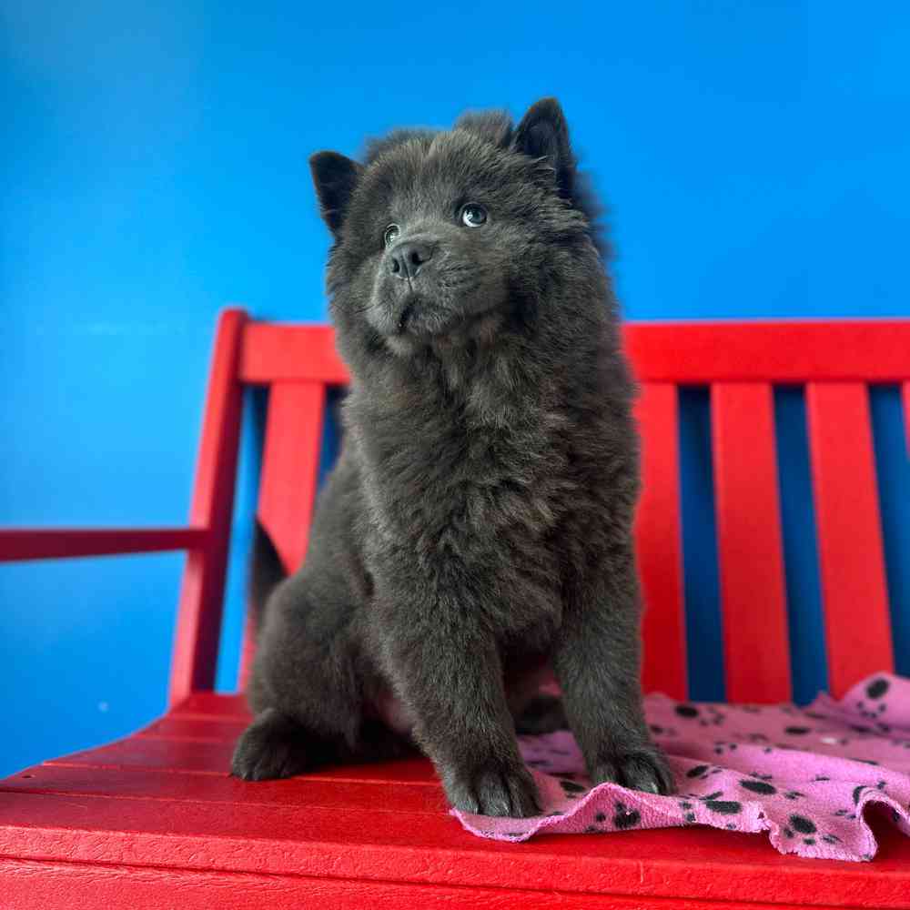 Image of a pet breed in the gallery