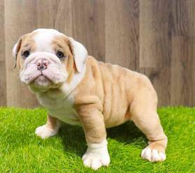 English Bulldog
