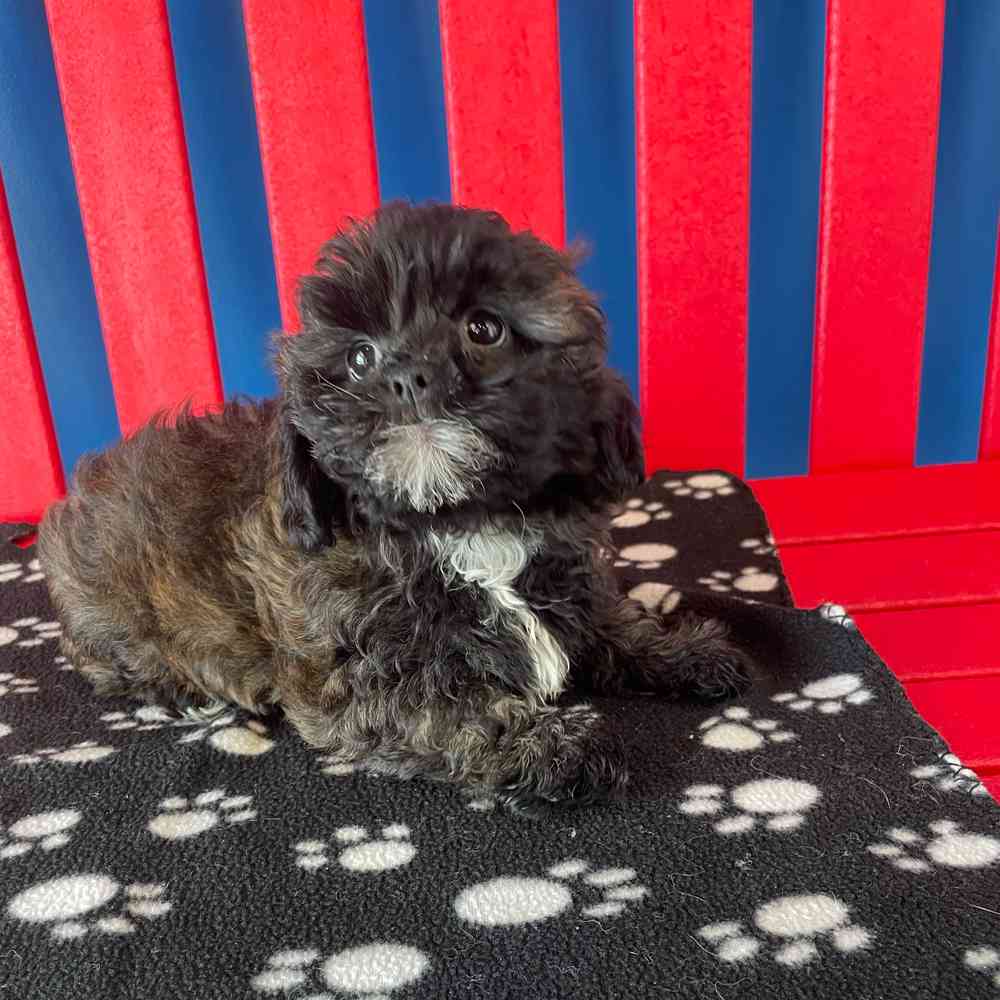 carousel pet images