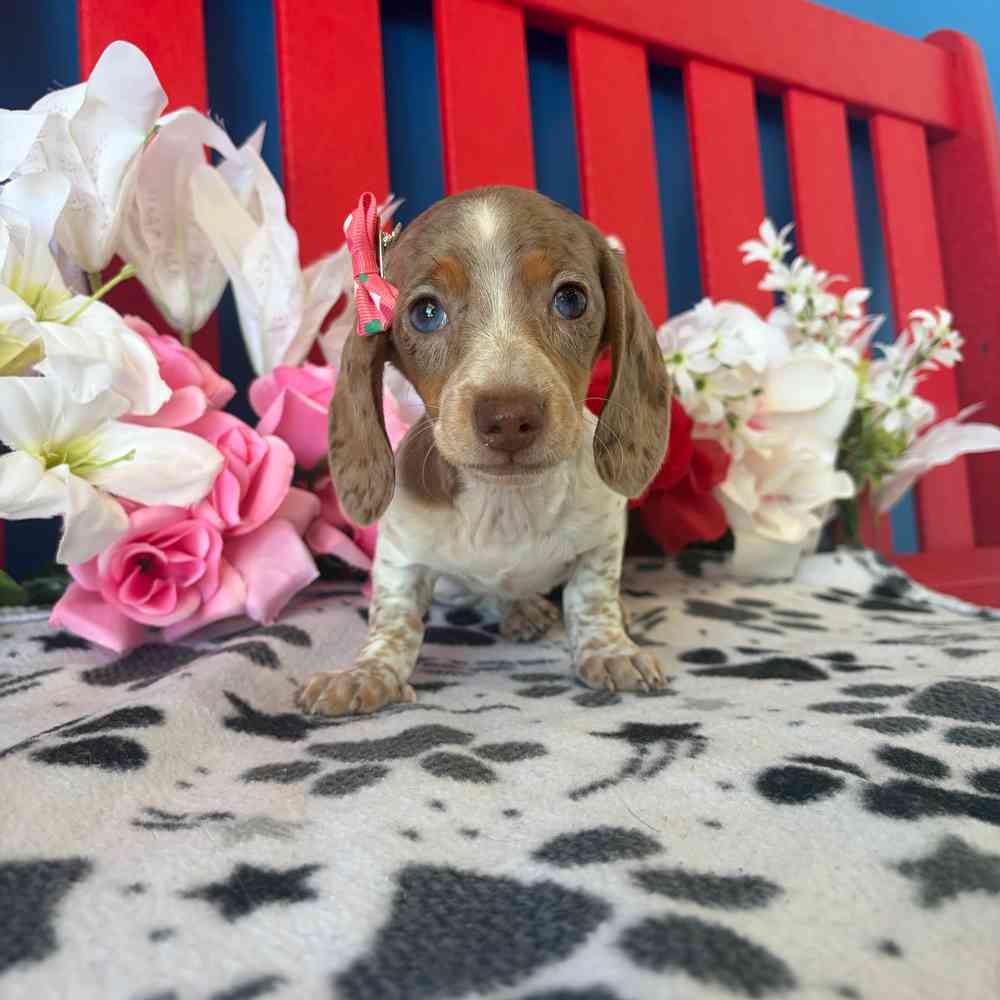 Image of a pet breed in the gallery