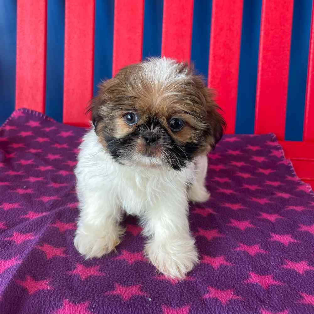carousel pet images