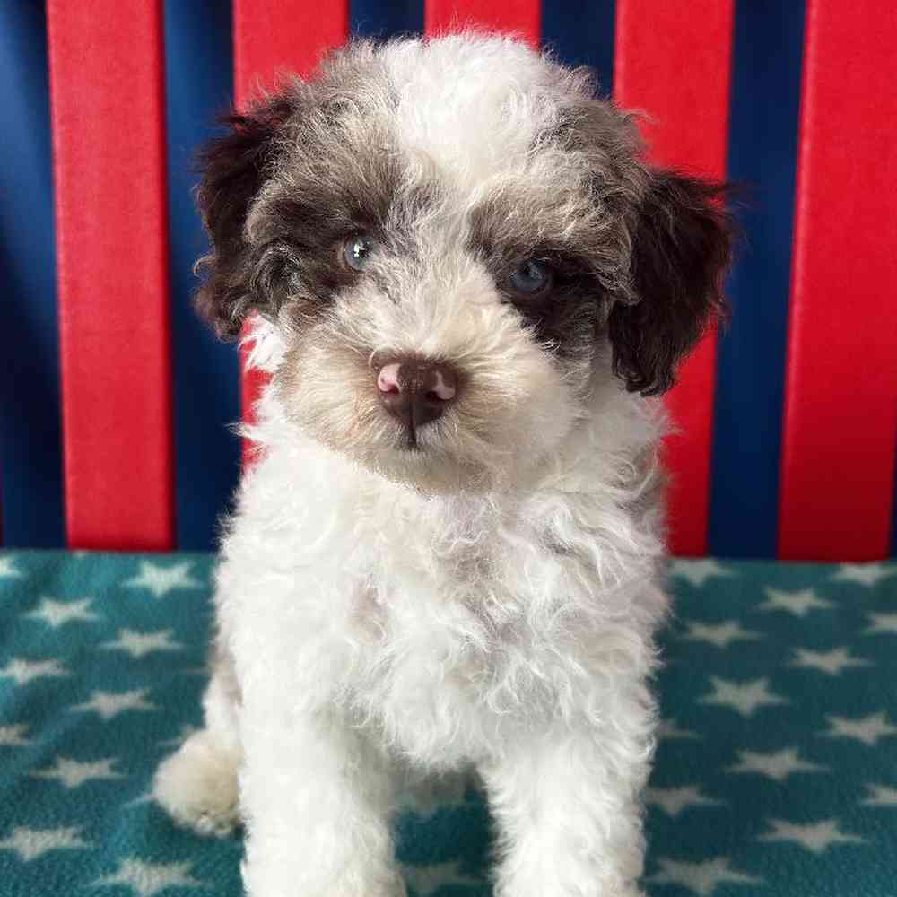 Tip Male Poodle Puppy for sale in Manchester