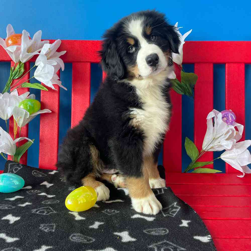 Image of a pet breed in the gallery
