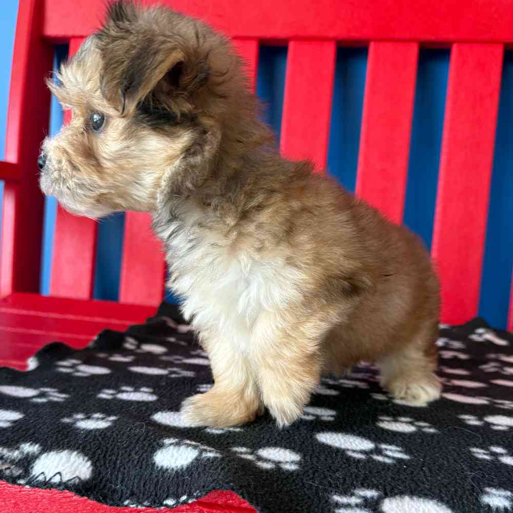 carousel pet images