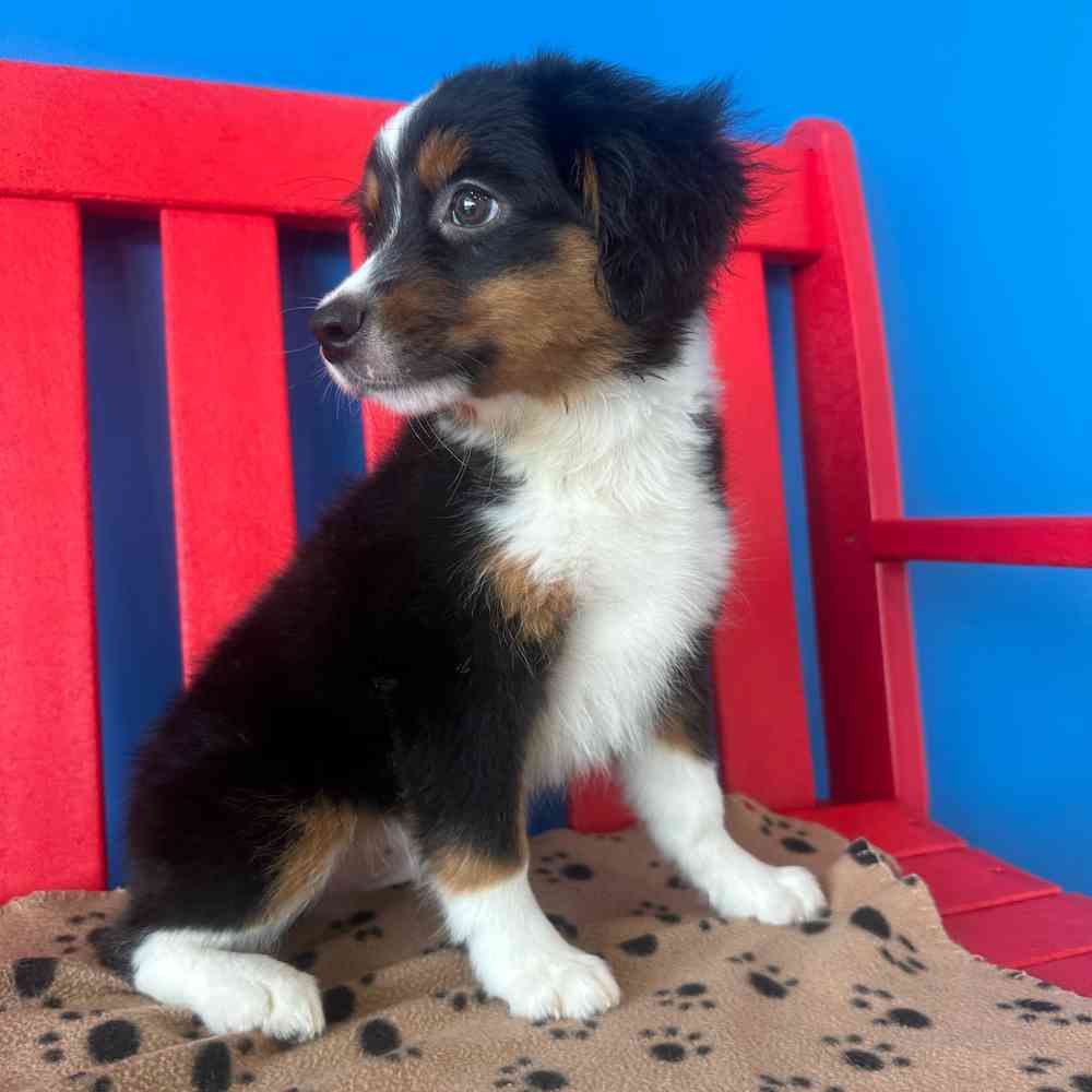 carousel pet images