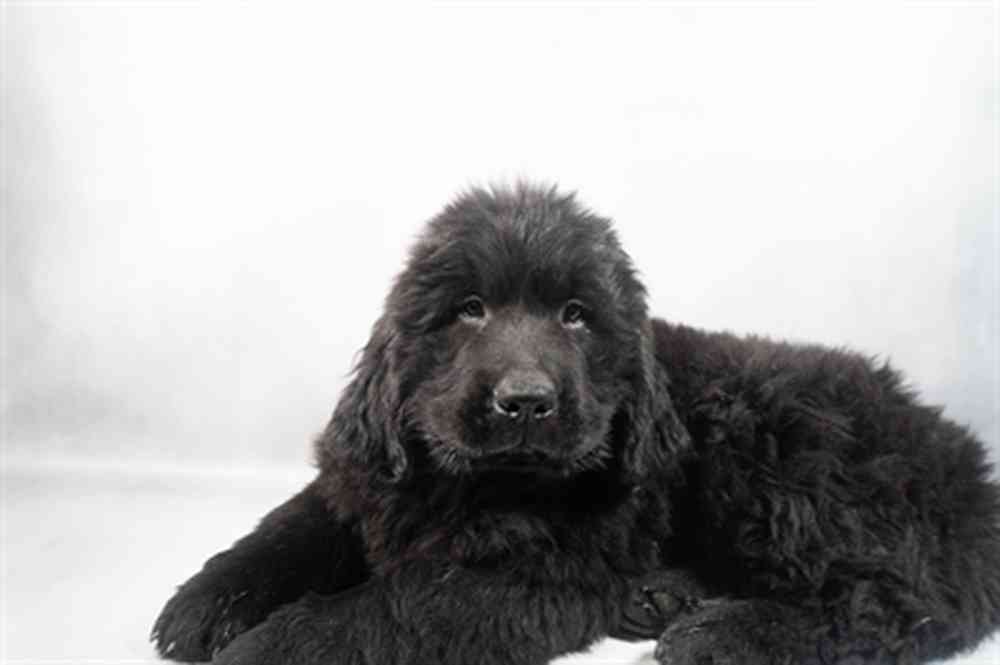 Image of a pet breed in the gallery